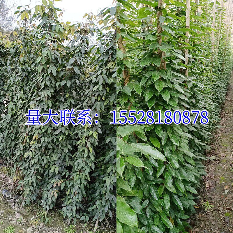 常春油麻藤树苗爬山虎攀爬植物绿化工程绿植四季常青藤援长春常绿(3) 常春油麻藤树苗爬山虎攀爬植物绿化工程绿植四季常青藤援长春常绿(3)