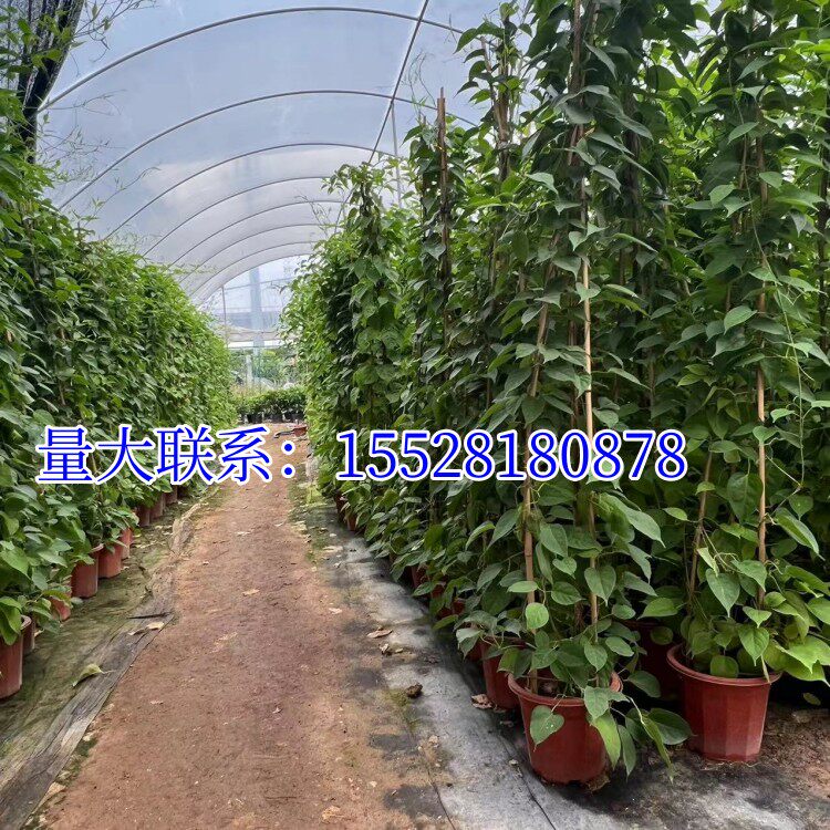常春油麻藤树苗爬山虎攀爬植物绿化工程绿植四季常青藤援长春常绿(5) 常春油麻藤树苗爬山虎攀爬植物绿化工程绿植四季常青藤援长春常绿(5)