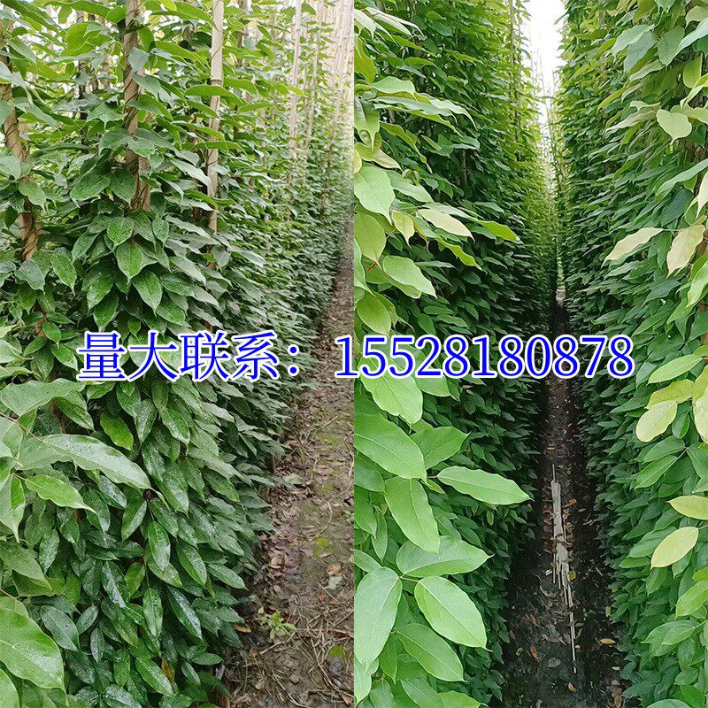 常春油麻藤树苗爬山虎攀爬植物绿化工程绿植四季常青藤援长春常绿(6) 常春油麻藤树苗爬山虎攀爬植物绿化工程绿植四季常青藤援长春常绿(6)