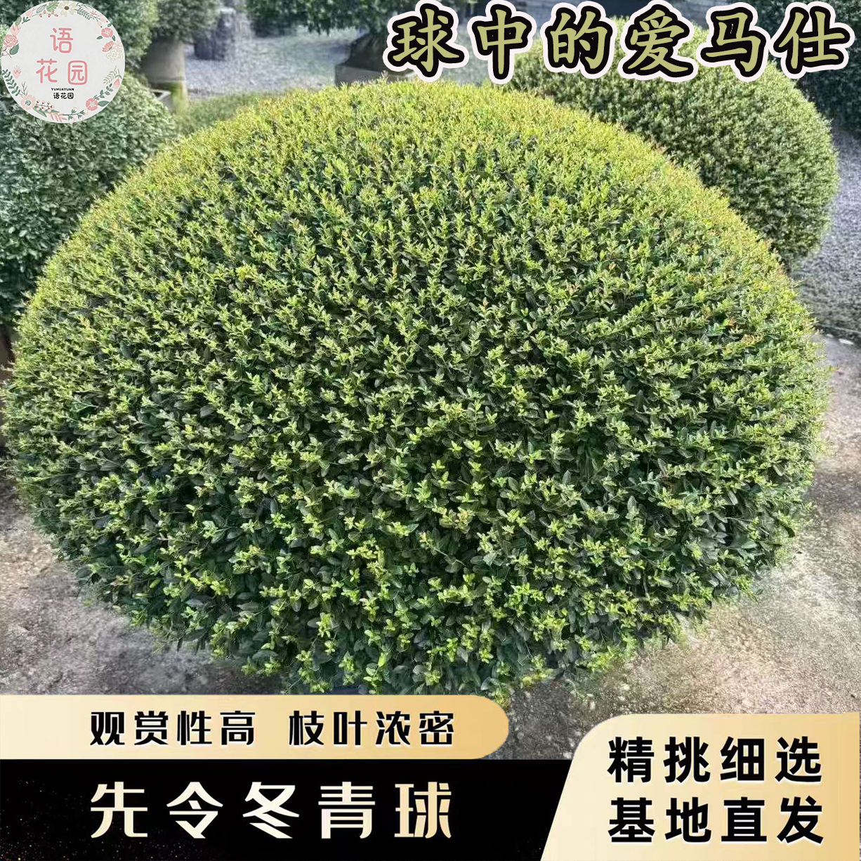 冬青先令盆栽耐寒耐热常绿庭院阳台绿植花镜球形造型多年生耐修剪