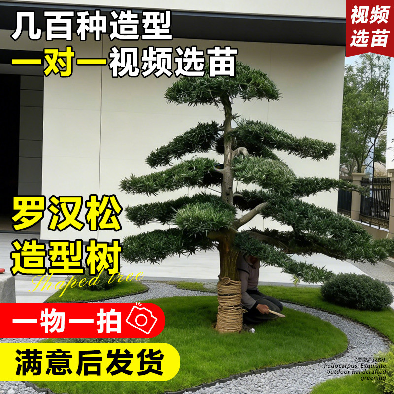 罗汉松庭院造型树大树老桩正宗别墅盆景落地门前旺宅室外真树原生