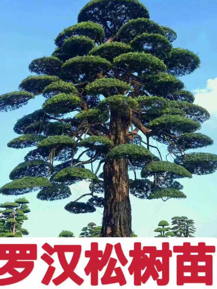 罗汉松树苗大树雀舌庭院别墅阳台地栽可造型室内外盆栽盆景绿植物