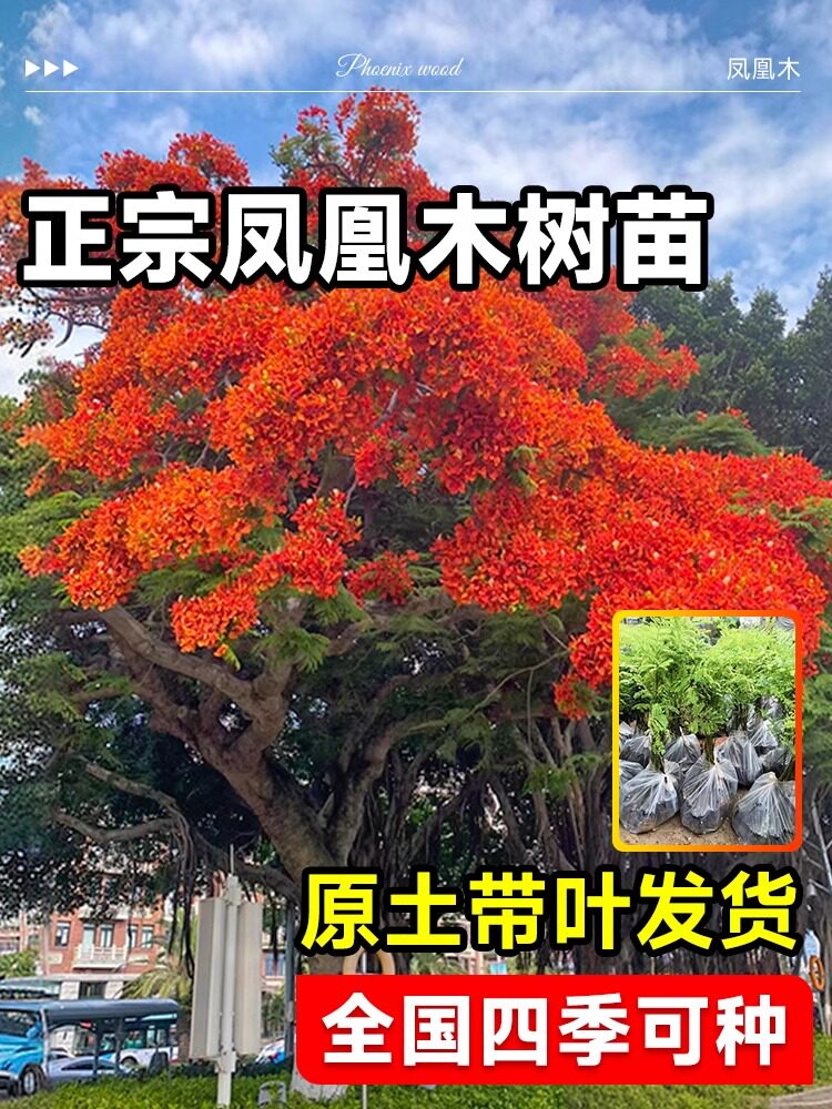 正宗凤凰树大树名贵凤凰木树苗盆栽四季风景树苗别墅庭院种植带土