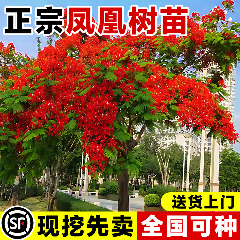 正宗凤凰木大树苗红花楹庭院别墅老桩绿化行道树苗名贵花卉风景树